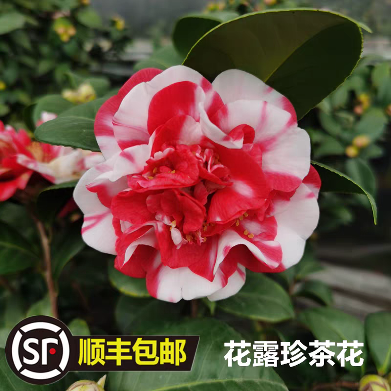 花露珍茶花复色系花蝴蝶室内庭院好养好看绿植盆栽