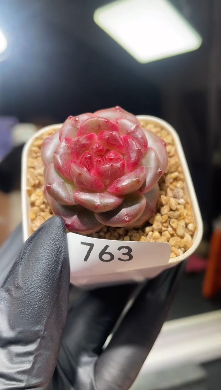 闪购763 魅骨多肉一颗   