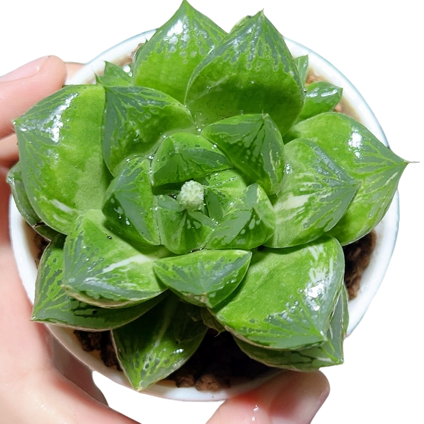 母本绿胖子【满十八发货】原盆带土