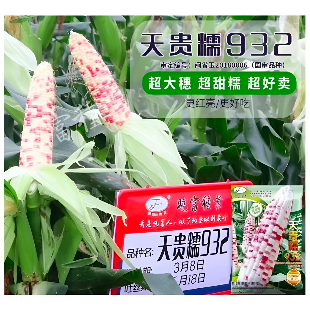 【小蔡优选】小花品种彩甜糯玉米种子大棒