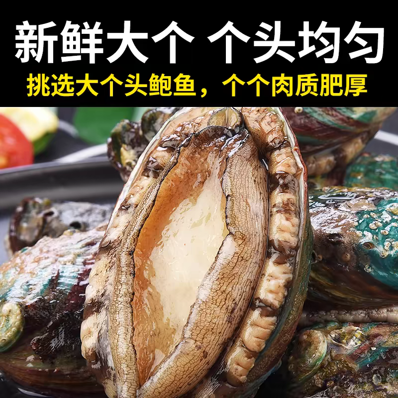 鲜活大鲍鱼50克 单只