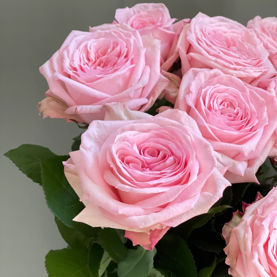 粉荔枝 切花花期长耐热复花快淡香少刺原盆原土基地发货盆栽