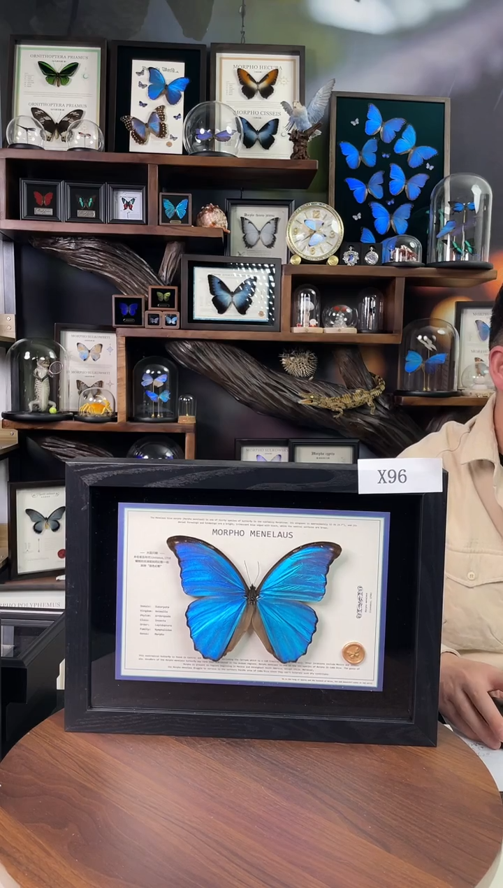 大蓝闪蝶-横向悬浮款【A4平面框】X96微瑕