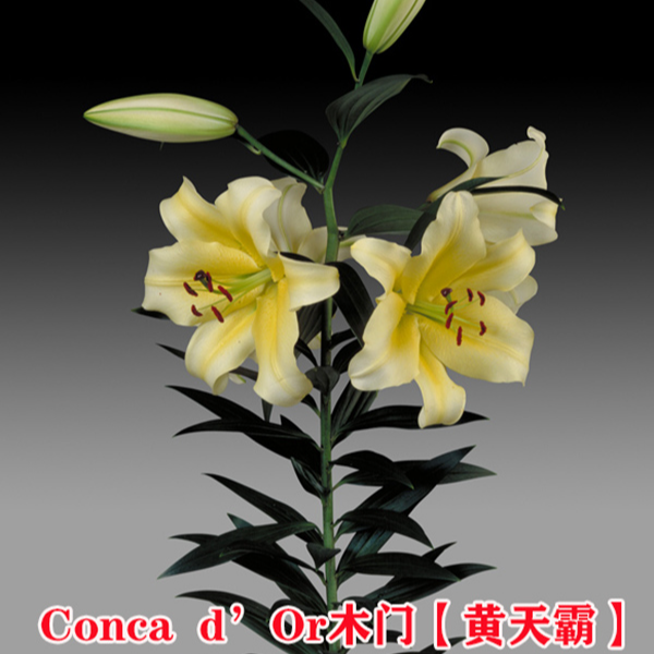 【木门黄天霸】球王OT浓香大花香水百合种球（3个球）