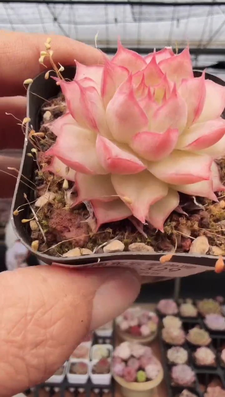 东云多肉园新款-329