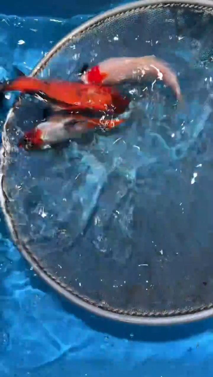 锦鲤点关注右下角竞拍链接出价