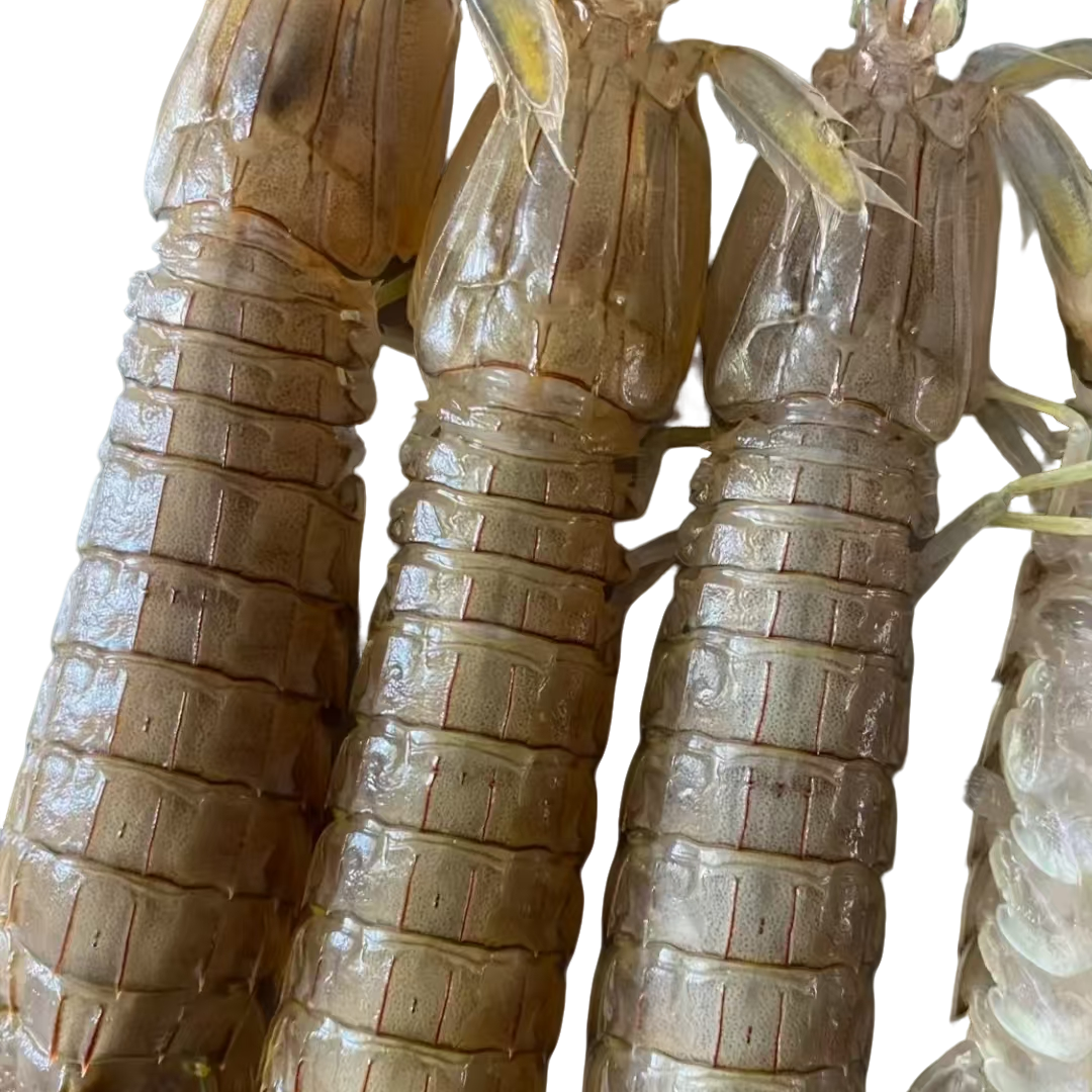 1顺丰冷链发货 海捕现捕现捞单只15厘米长 现拍现发 玉米