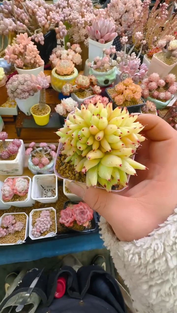 【闪购商品】春—181—仙农(虎鲸）