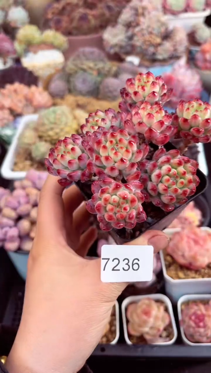 【闪购商品】7236群生蓝苹果多肉