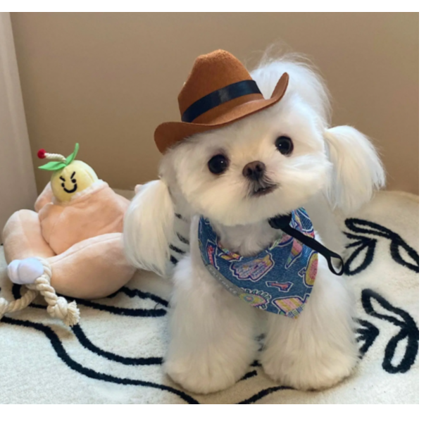 靓仔教你如何挑选狗狗