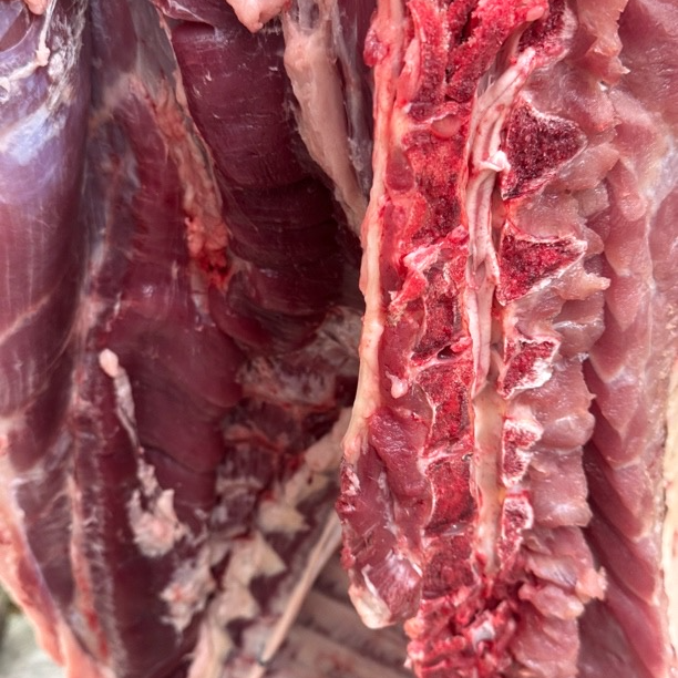 川西高原3500米海拔纯放养藏香猪肉猪腿肉