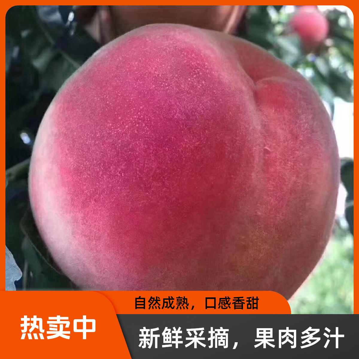 北京平谷大桃水蜜桃新鲜脆桃现摘当季应季水果产地直发