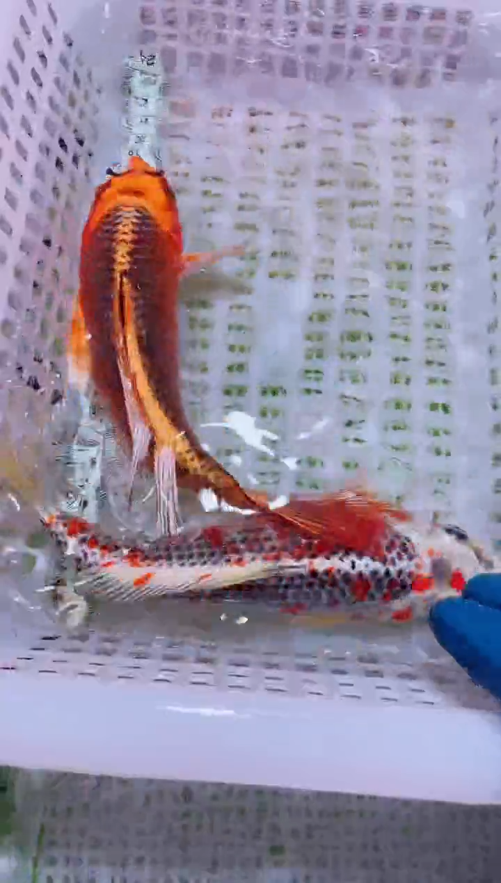 锦鲤血统锦鲤全场包邮21