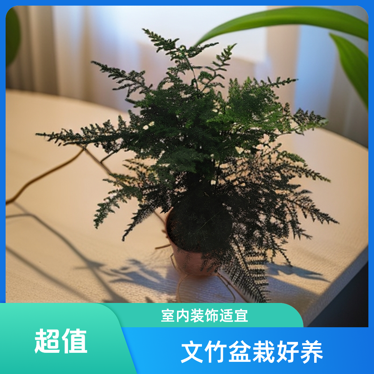 【拍一发二】文竹盆栽室内可水培绿植
