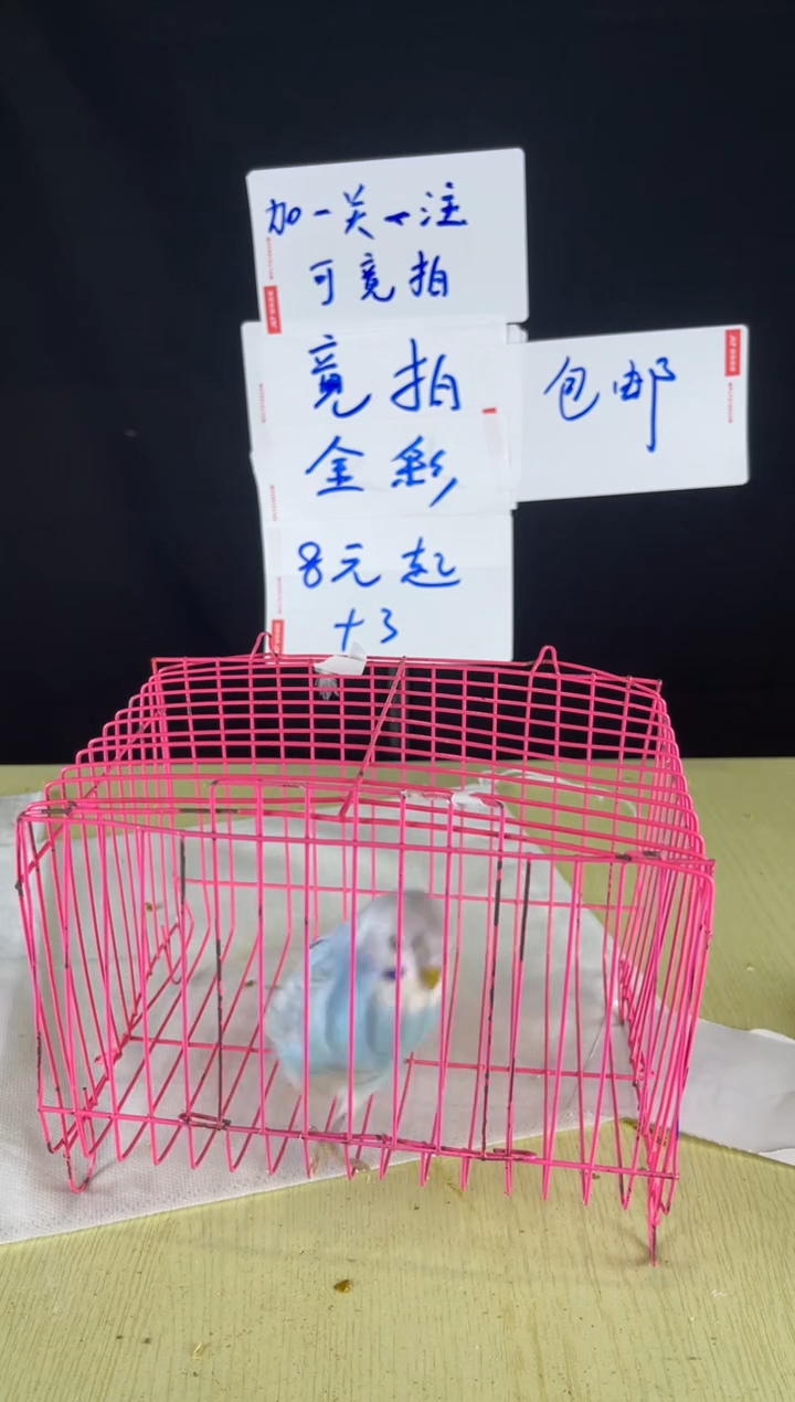 虎皮鹦鹉特色虎皮