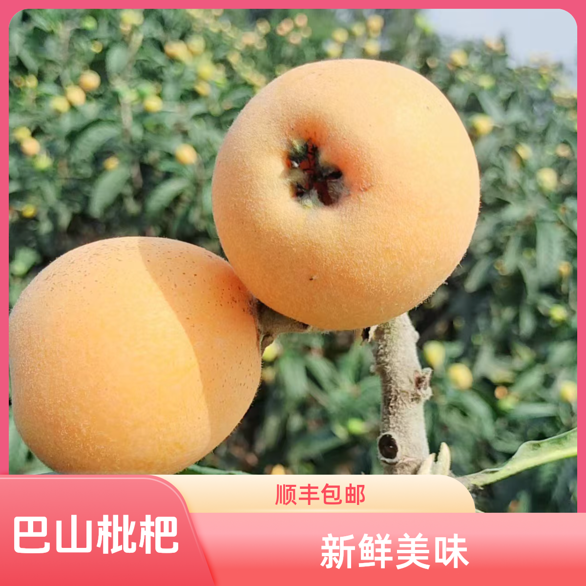 巴山农家新鲜采摘枇杷（顺丰包邮）真正农村土鸡蛋