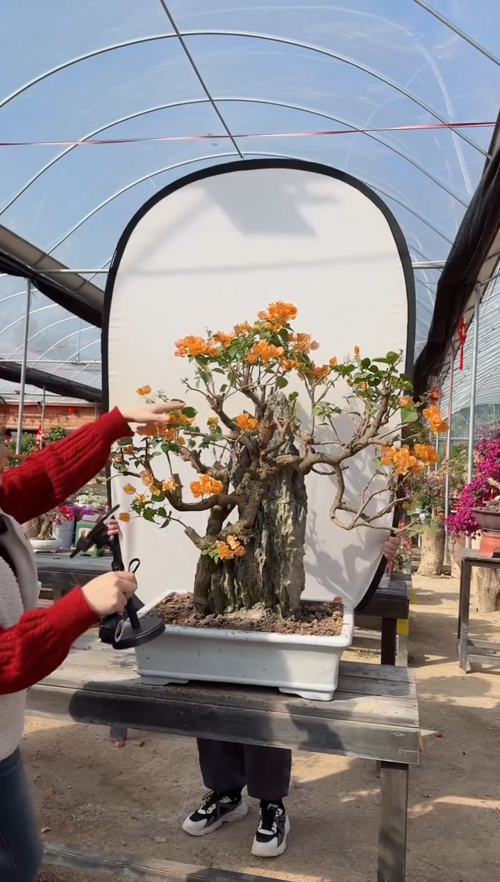 【闪购商品】盆景加州黄金