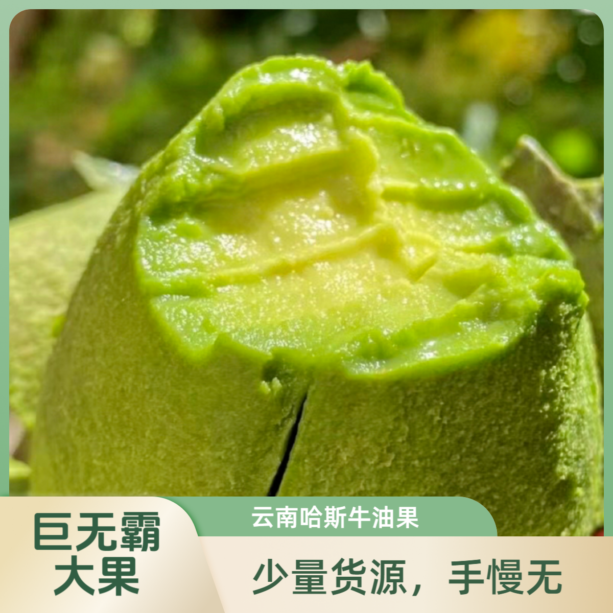 【巨无霸大果】云南正宗哈斯牛油果源头醇厚绵密孕妇宝妈健康营养