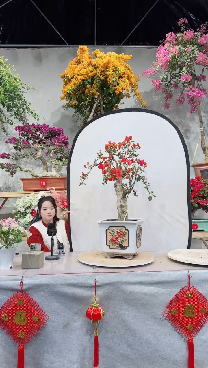 【闪购商品】盆景四季同安红