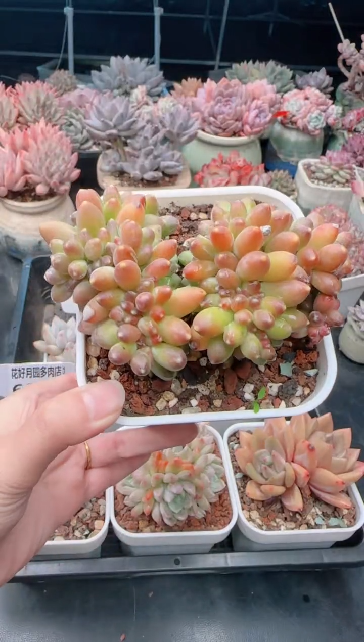 【闪购商品】6958千代田之松