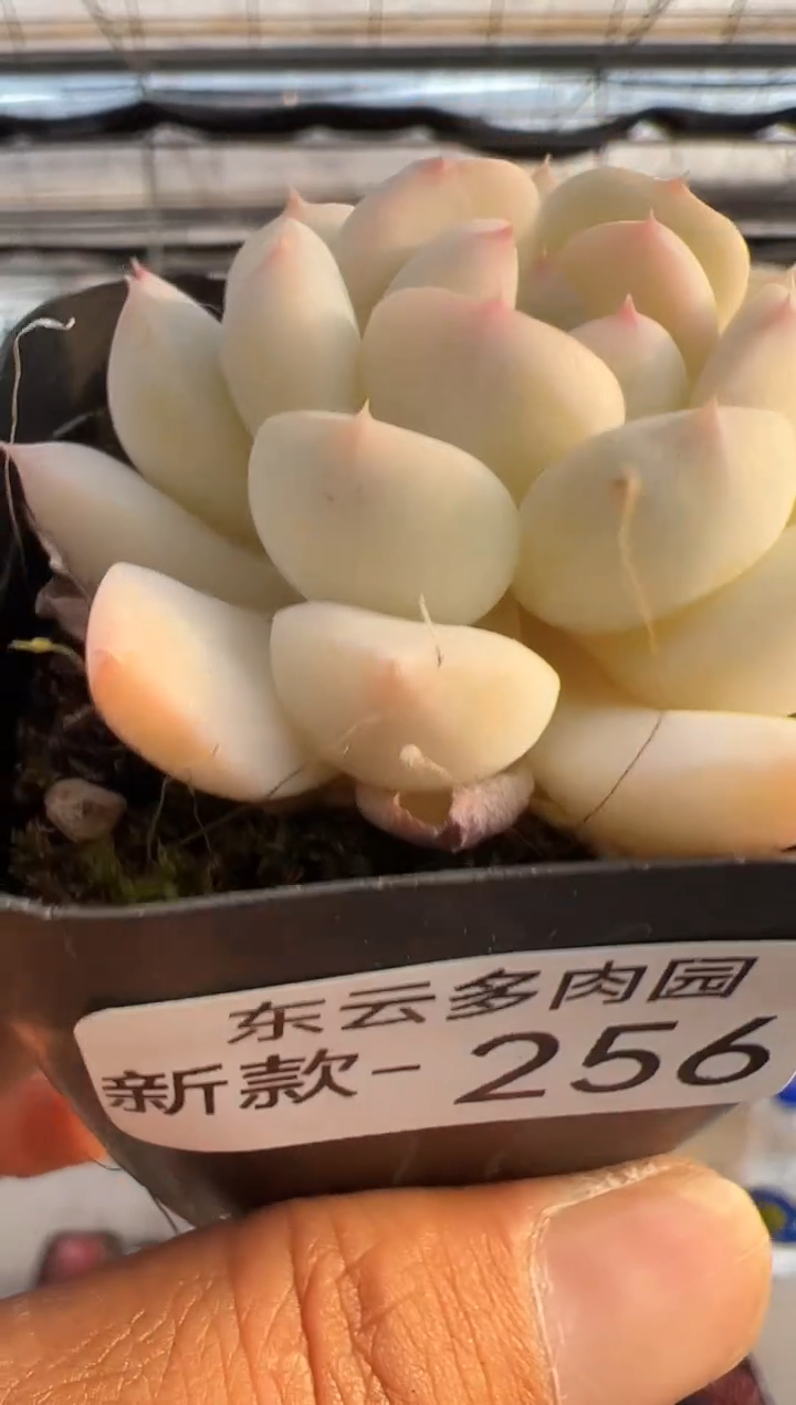 【闪购商品】新款多肉-256