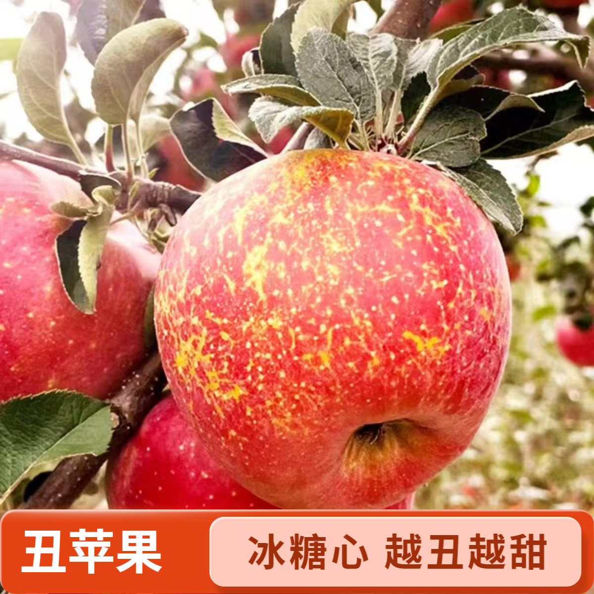 云南昭通冰糖心丑苹果新鲜脆甜当季水果多汁