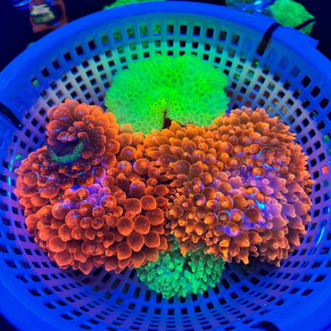 双子海洋珊瑚发开箱视频袋内报损