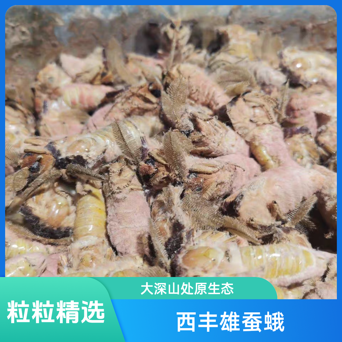 东北西丰雄蚕蛾公蚕蛾蚕蛾