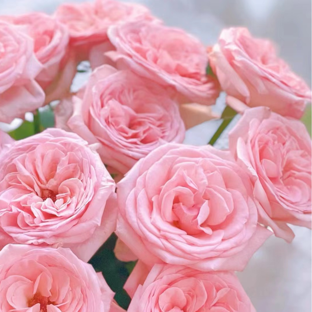 【自产】【粉荔枝60cm】【二十支】单头玫瑰 全场任意两单顺丰包邮