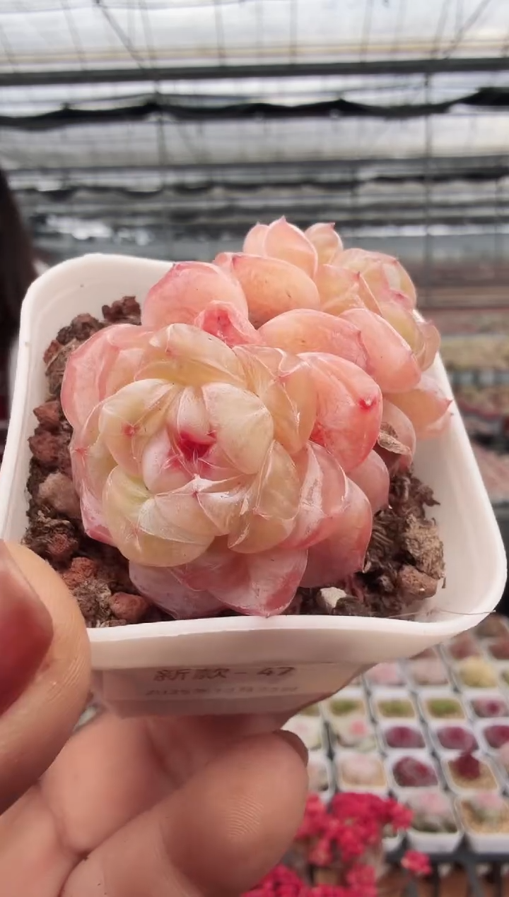 东云多肉园新款-47