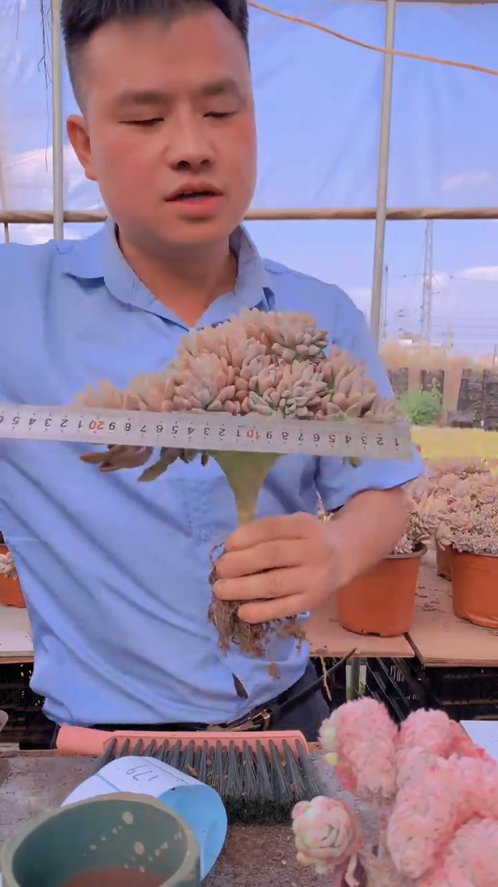 【闪购商品】缀化175