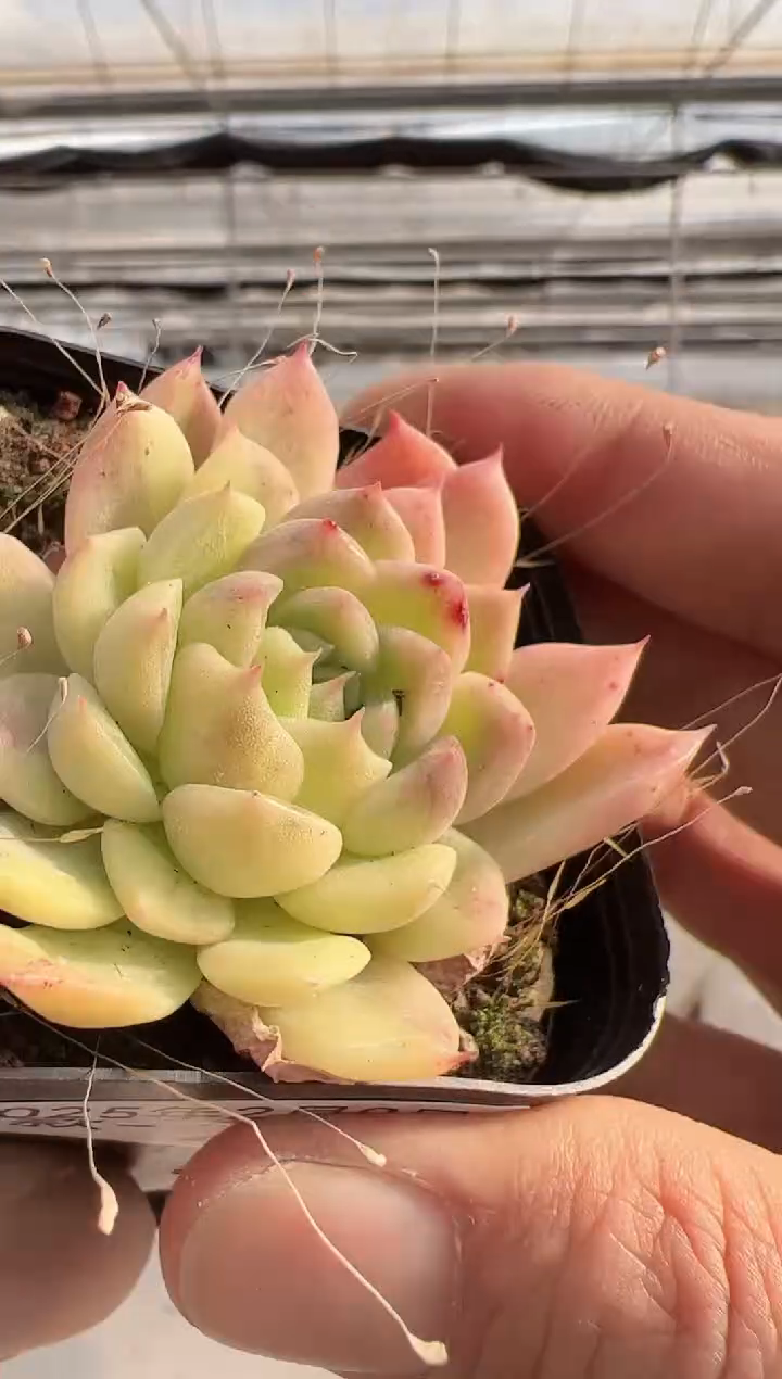 【闪购商品】新款多肉-205