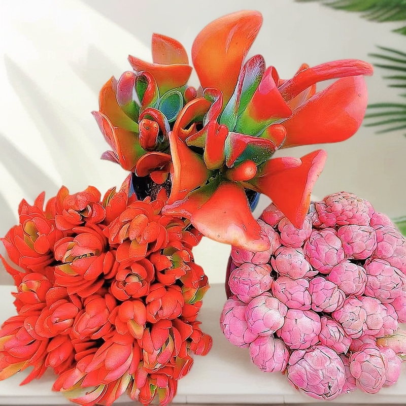 红狐狸红百合贝瑞多种多肉植物组合适合新手入门前台桌面阳台盆栽