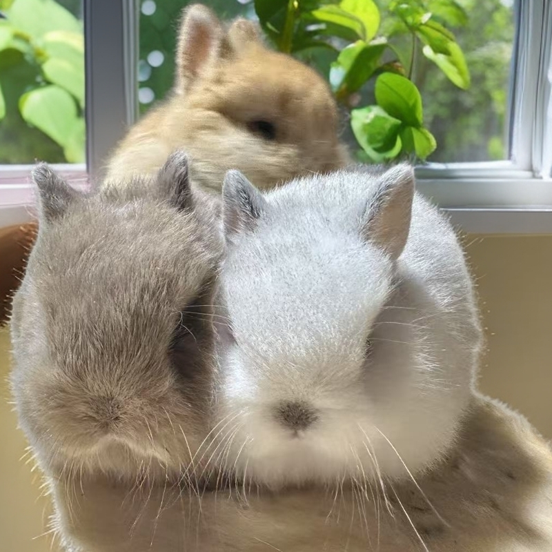 宠物兔活体 侏儒兔 垂耳兔 猫猫兔   【直播间挑选 一物一拍】