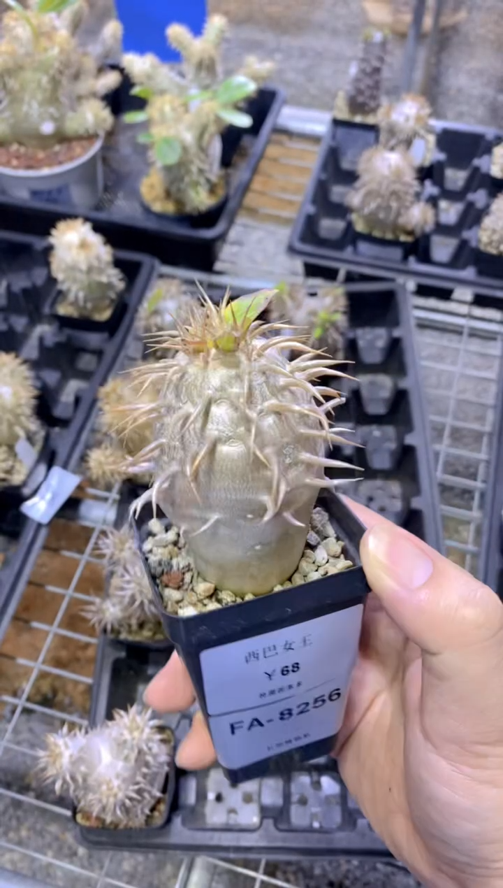 【闪购商品】西巴女王FA-8256