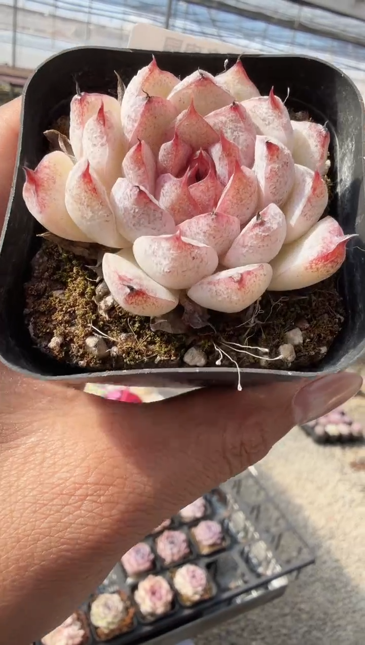 东云多肉园新款-81