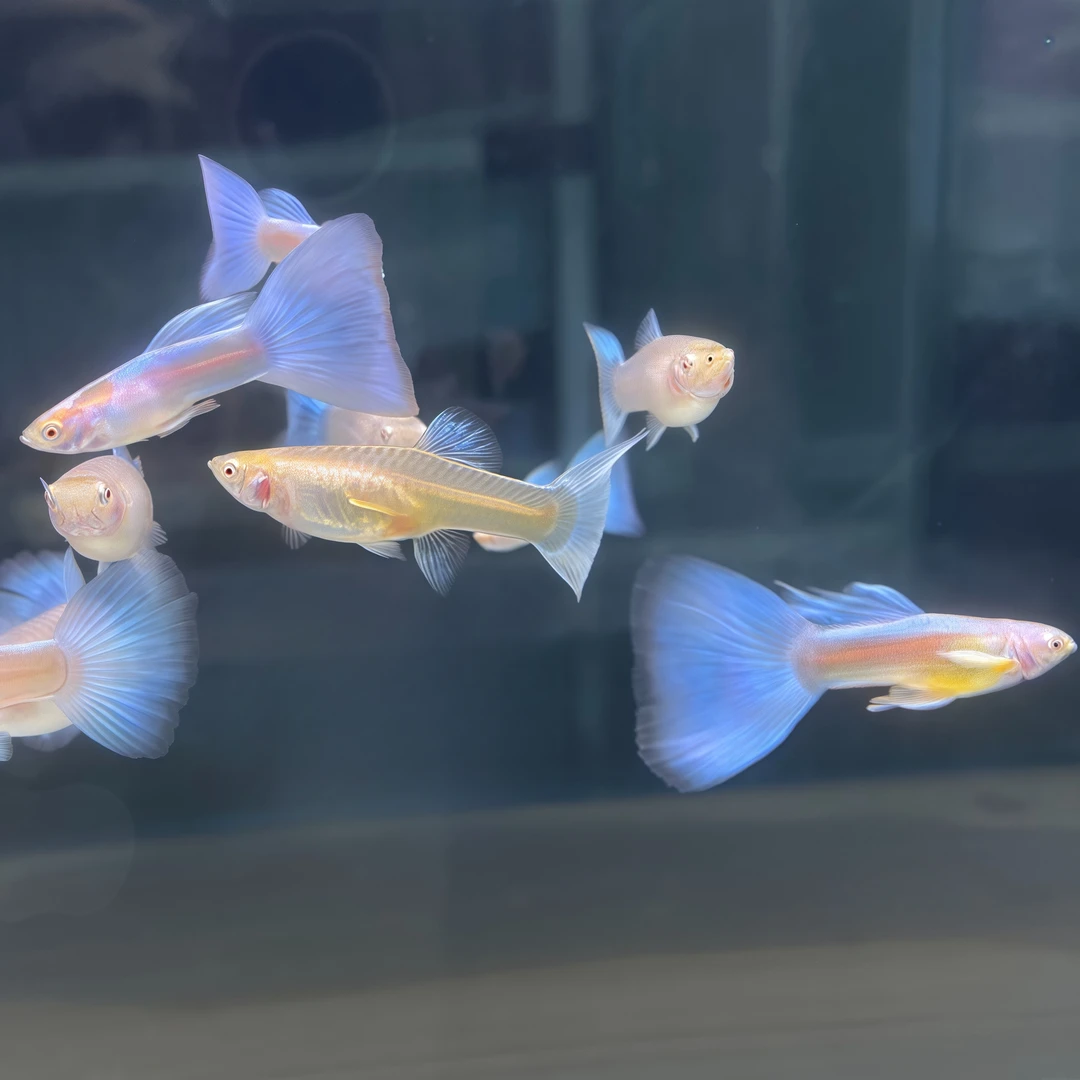 孔雀鱼天空蓝小型观赏鱼好养易繁育公母搭对小型热带鱼