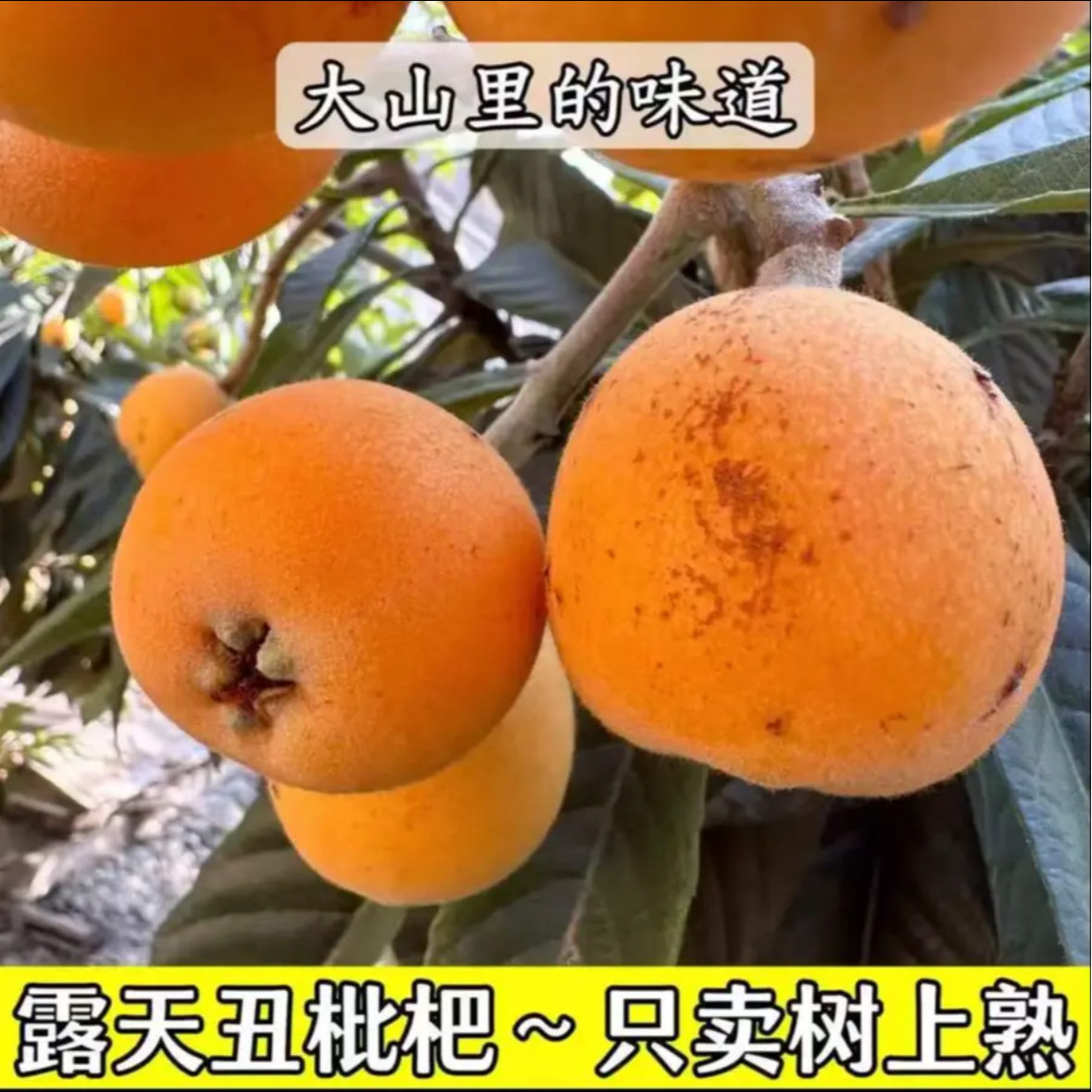 月【大五星枇杷】四川文宫高山老树果土枇杷新鲜果农直销现摘现发