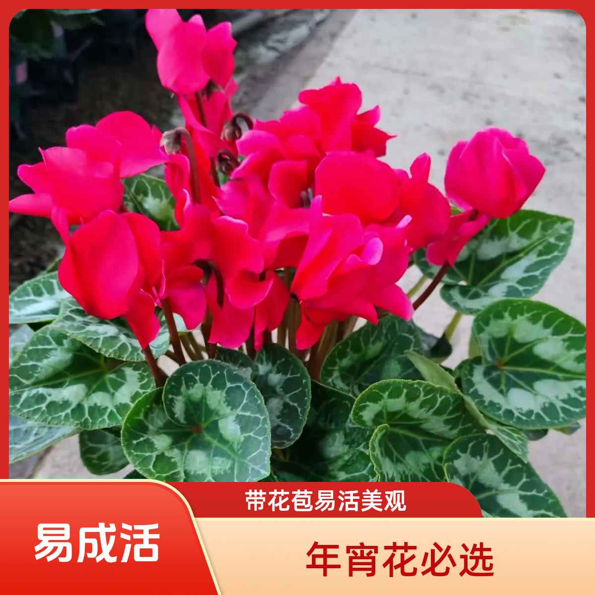 带花苞仙客来盆栽四季开花大花大叶耐寒好养室内花卉