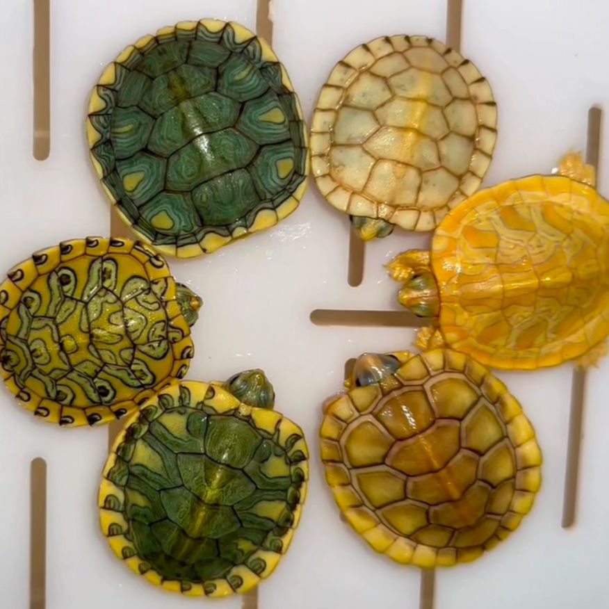 小新龟宠变异巴西宠物观赏龟