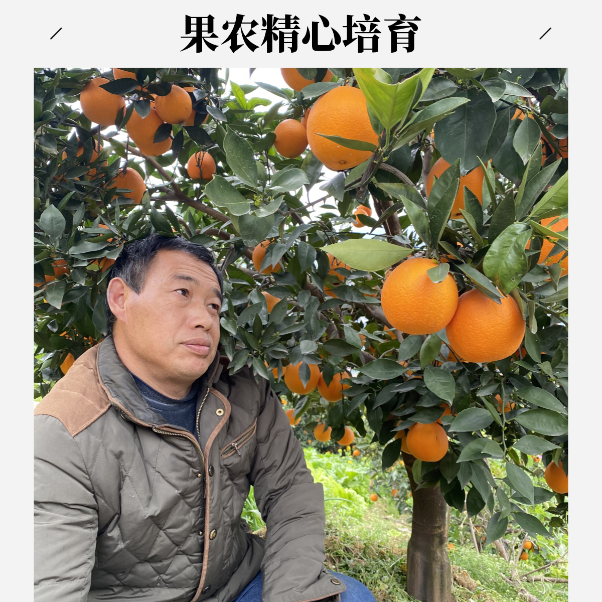 【农村二哥和老幺】湖北秭归九月红果冻橙当季鲜橙细嫩化渣5斤/9斤