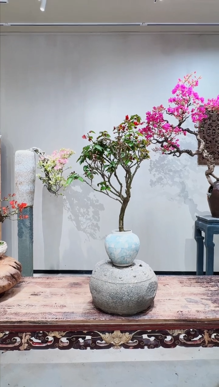 【闪购商品】盆景巴特夫人