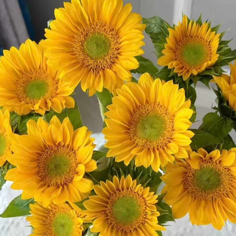 【绿芯向日葵】任意两单及两单以上鲜花顺丰包邮发货