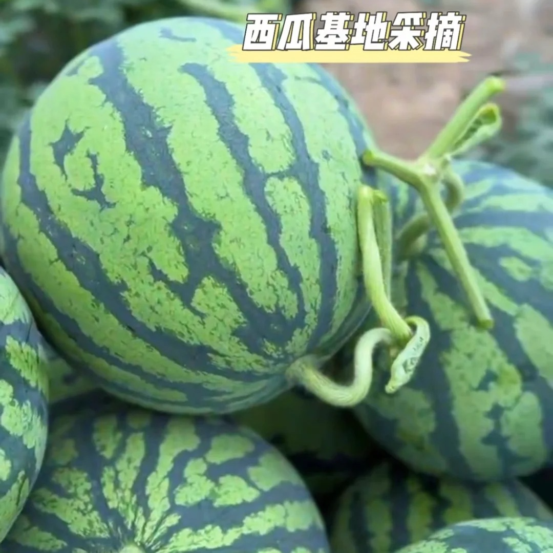 美都麒麟无籽西瓜 2.5元/斤西瓜同城送