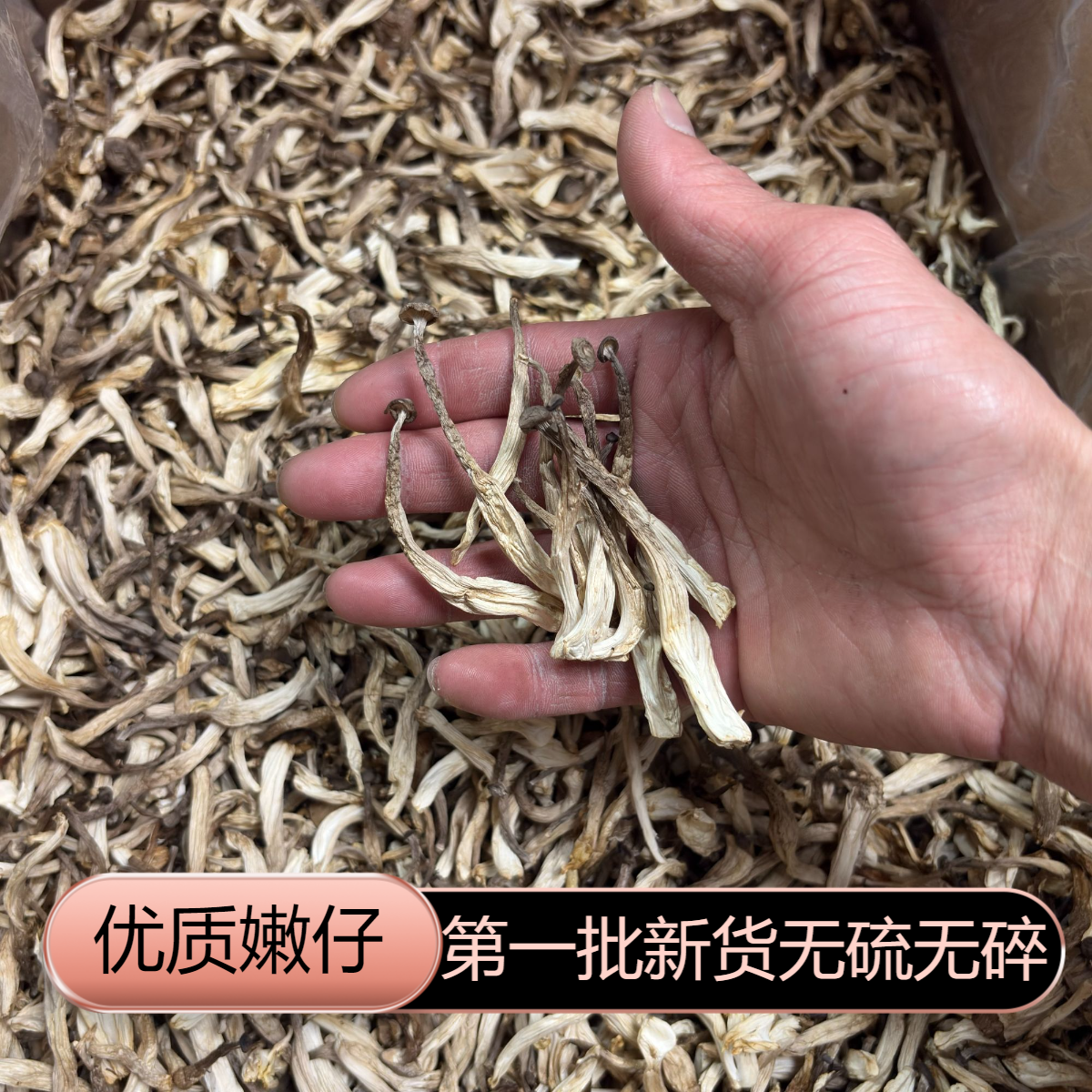 农家头茬新货鹿茸菇嫩仔嫩芽干货鲜香脆嫩爆炒煲汤营养美味食用菌