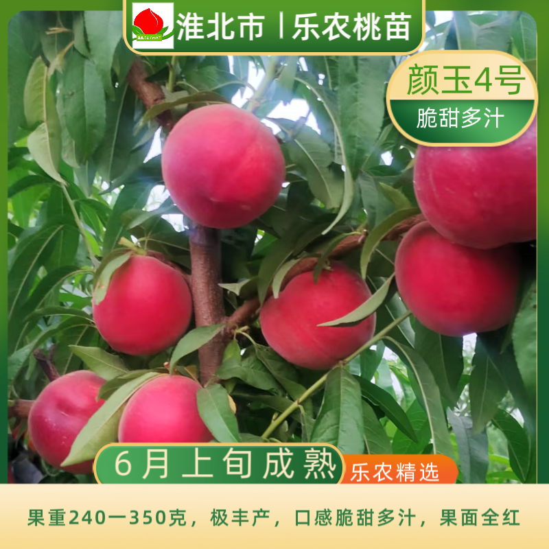 乐农-颜玉4号 颜玉4 6月上旬成熟 口感甜 个头大 丰产 早熟