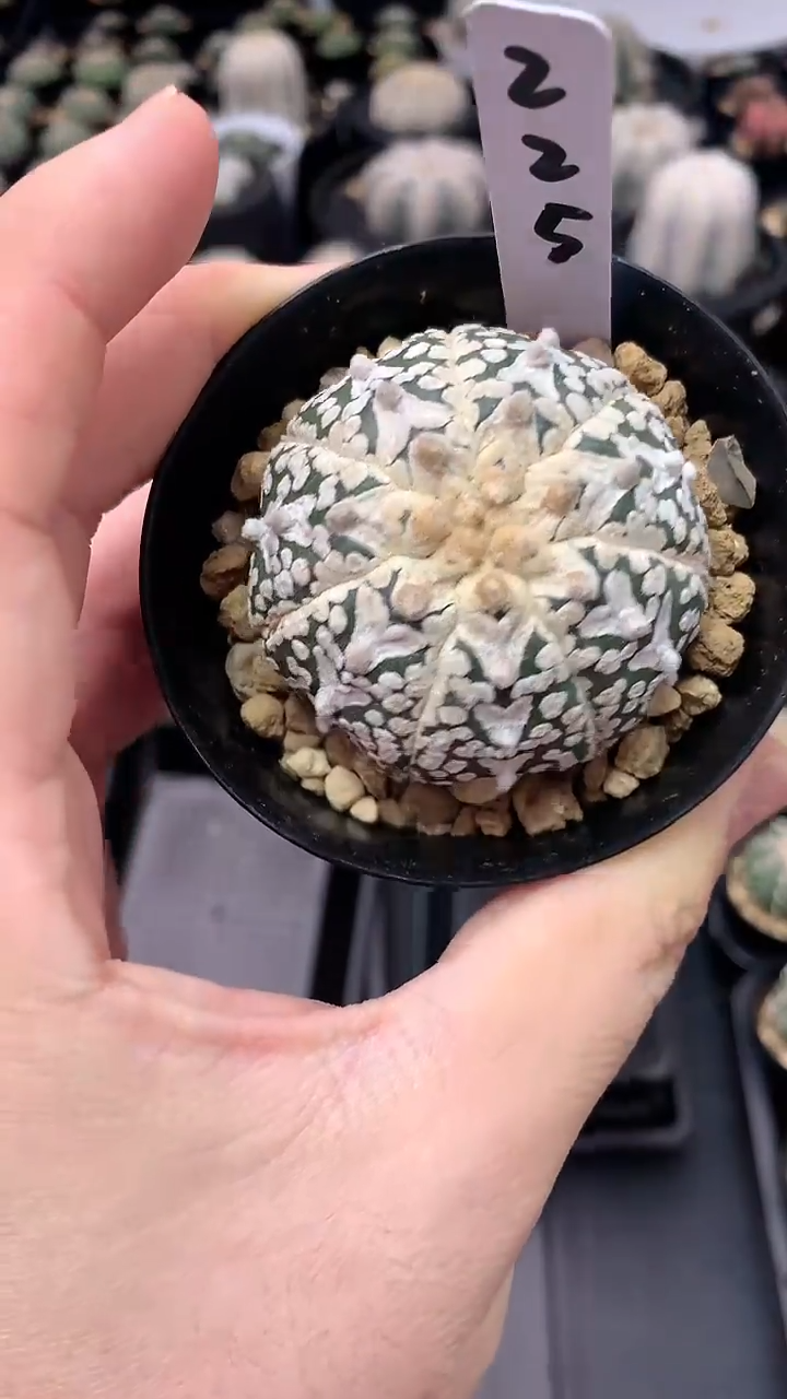 【闪购商品】实生根星兜编码225