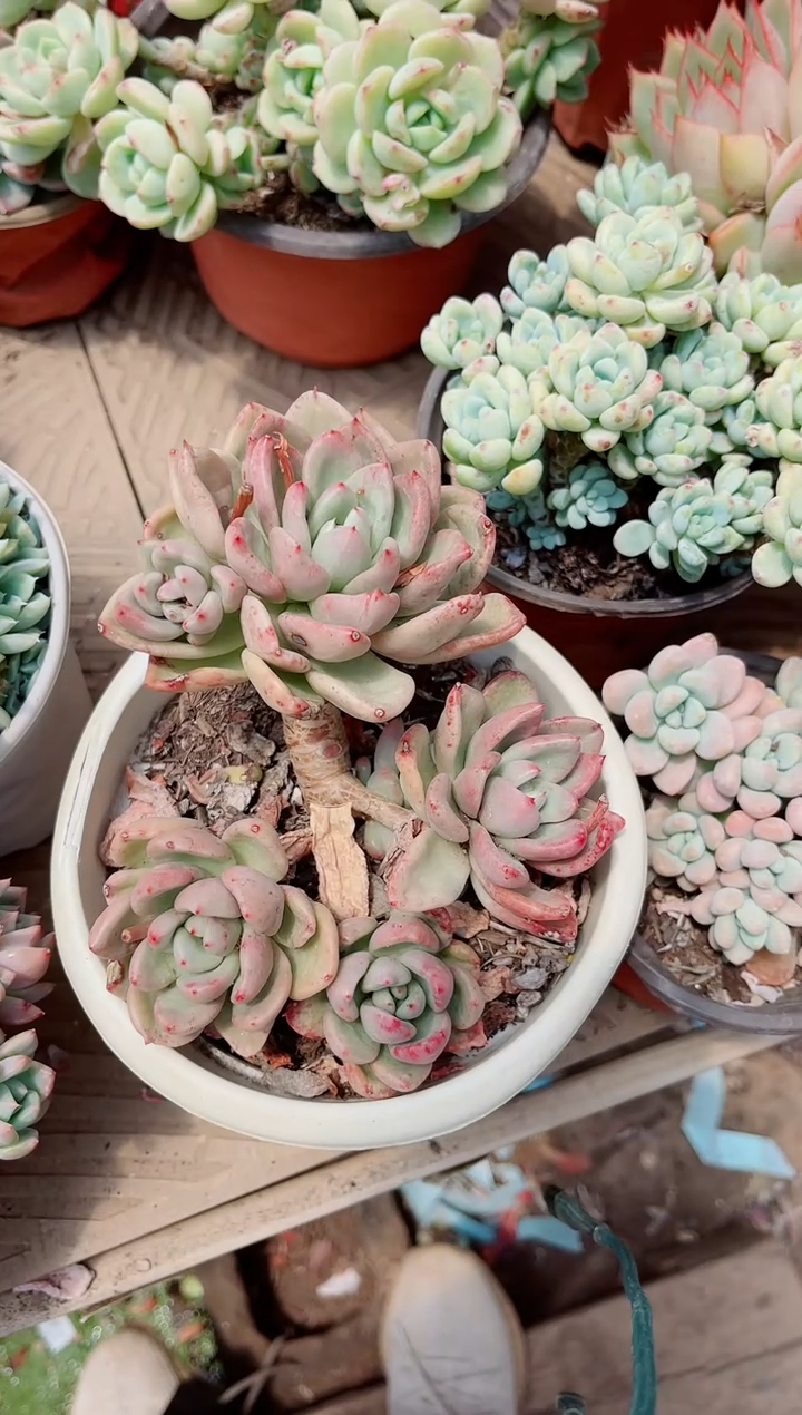 17260多肉植物一物一拍