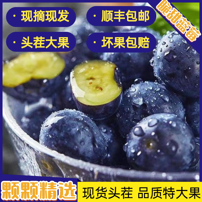 【次日达】正宗新鲜特大蓝莓 当季蓝莓现摘现发 高端水果产地直发100g/1/8/12/盒 蓝莓大果脆甜爆汁 辽宁省