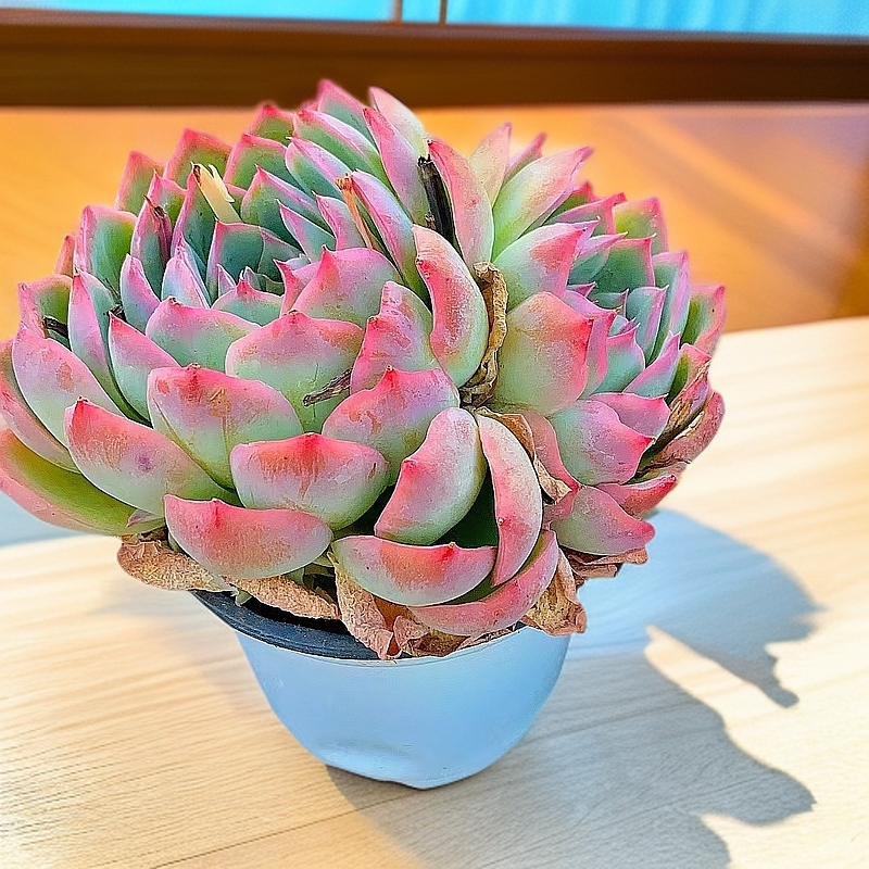 12#多头侧影 有状态 双头起 带盆 法兰西玫瑰 经典款【满15包邮】 